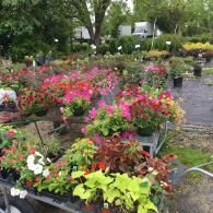 A vibrant outdoor nursery display featuring rows of colorful potted flowers and green plants on metal carts.