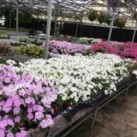 Rows of vibrant pink and white petunia flowers displayed on tables inside a bright greenhouse nursery.