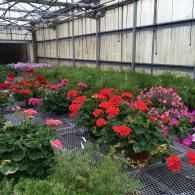 Potted geraniums with vibrant red and pink flowers arranged on tiered metal shelving inside a bright greenhouse.