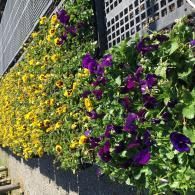 Rows of vibrant yellow and deep purple pansies grow along a garden wall with a trellis.