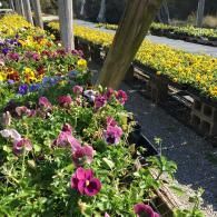 A greenhouse bench filled with purple, yellow, and multicolored pansies arranged in rows under sunlight.