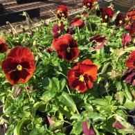 A cluster of vibrant deep red and orange pansy flowers with dark centers, surrounded by lush green foliage.