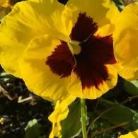 A bright yellow pansy with a deep maroon center, featuring soft, velvety petals, blooming on a green stem.