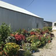 A large collection of potted shrubs and flowering plants arranged along the side of a long, white metal industrial building.
