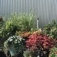 A variety of potted plants, including tall ornamental grasses and vibrant red coleus, sit against a corrugated wall.
