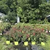 Rows of potted shrubs with small red flowers sit on black landscaping fabric in an outdoor plant nursery.