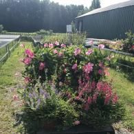 Pots of vibrant pink mandevilla, purple salvia, and other colorful flowers arranged outdoors near a dark barn.