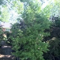 A lush green tree stands in a garden with a path leading toward a brick house in the background.