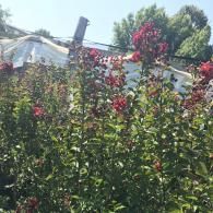 Bright red crape myrtle flowers bloom on green bushes under a sunny blue sky with a blurry white structure in the background.