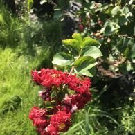 A close-up of vibrant red crape myrtle flower clusters in full bloom, surrounded by bright green leaves on a sunny day.