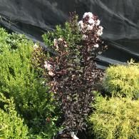 A young crape myrtle tree with dark purple foliage and white flower clusters in a plant nursery setting.