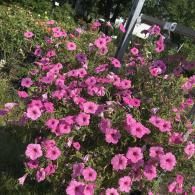 A vibrant cluster of pink petunias blooms outdoors in bright sunlight.
