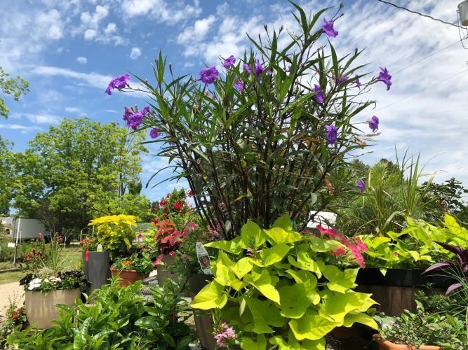 A potted plant display with tall purple-flowering stalks rising above bright lime-green foliage under a blue sky.