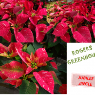 Vibrant red and pink speckled poinsettia plants at Rogers Greenhouse, labeled 