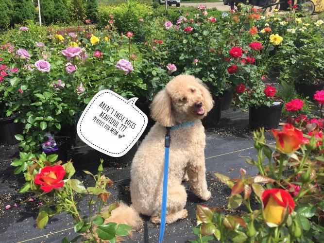 A light-colored dog on a blue leash sits in a vibrant garden surrounded by various blooming roses.