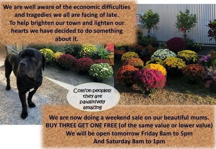 A black dog points to a display of colorful chrysanthemums, promoting a buy-three-get-one-free weekend sale.