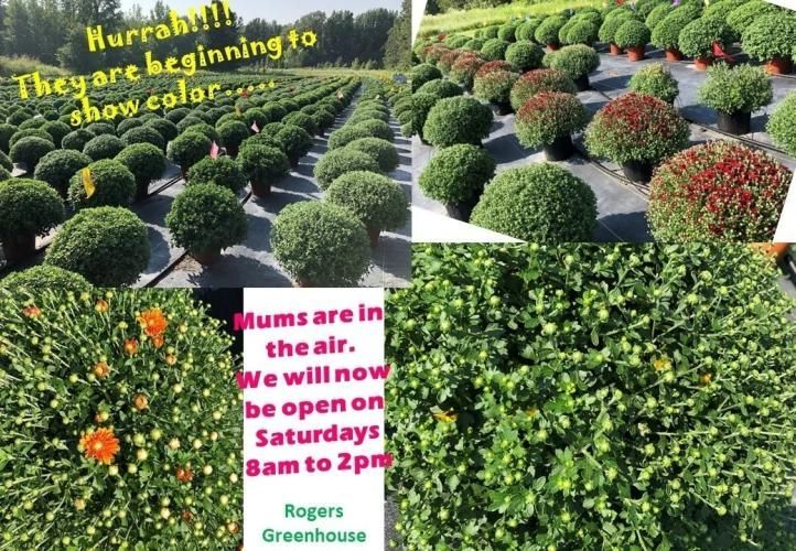A collage of potted mums at Rogers Greenhouse, with text announcing they are beginning to bloom and new Saturday hours.
