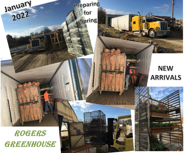 Collage of Rogers Greenhouse preparing for spring with shipments arriving by truck and workers unloading plant racks.
