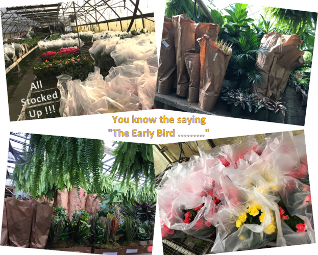 A collage of a greenhouse filled with potted plants wrapped in plastic and paper, with the caption, 