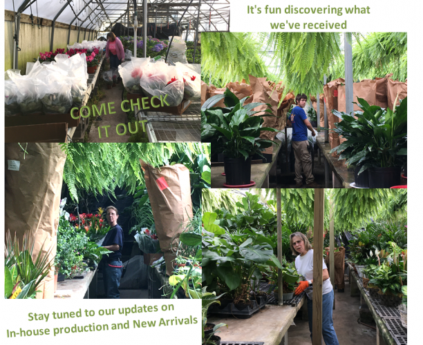A collage of photos showing people working with plants in a greenhouse, with text promoting new arrivals.