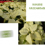 A collage of white poinsettias at Rogers Greenhouse with a 