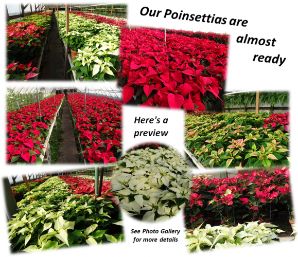 A collage of poinsettias in various colors growing in a greenhouse, with text announcing they are almost ready.
