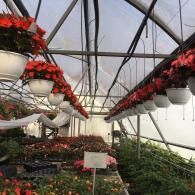 Rows of potted red poinsettias hang from the ceiling of a greenhouse, with more plants growing on benches below.