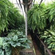 A greenhouse aisle with hanging Boston ferns above rows of leafy, green variegated potted plants on metal shelving.