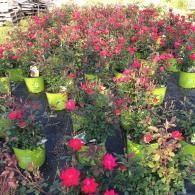 A high-angle view of many small, bright pink blooming rose bushes potted in lime green containers on a black surface.