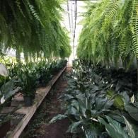 Lush hanging Boston ferns line a greenhouse path, flanked by rows of green peace lilies with white blooms.