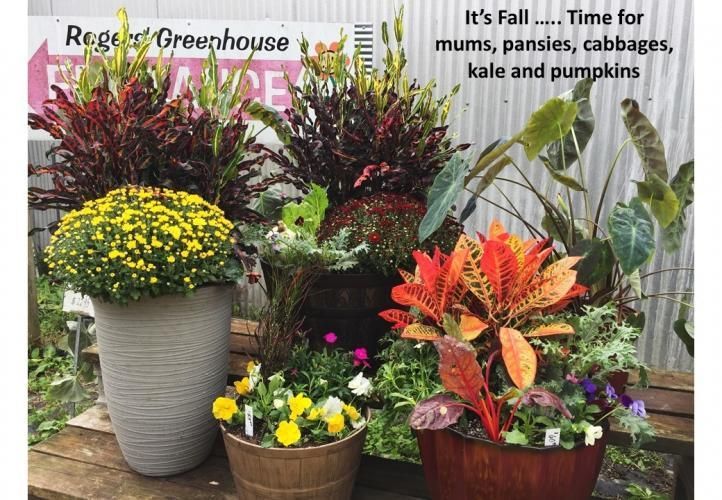 Potted fall plants, including mums, crotons, and pansies, displayed at Rogers Greenhouse.
