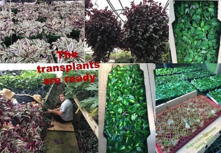 A collage shows various plants in a greenhouse, with a person working in the aisles. Text overlay says, 