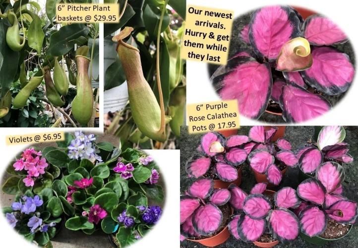 A flyer showing Pitcher Plant baskets for $29.95, Violets for $6.95, and 6