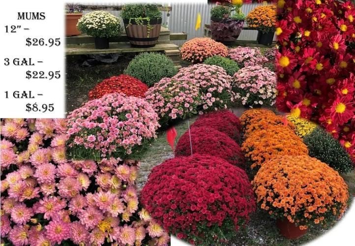 A price sign for mums showing $26.95 for 12-inch pots, $22.95 for 3-gallon, and $8.95 for 1-gallon, next to colorful mums.