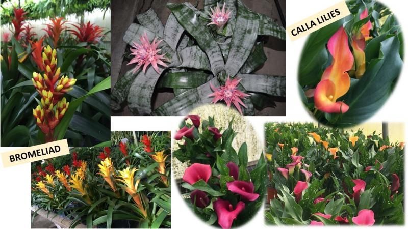 A collage showing colorful bromeliads and calla lilies in a greenhouse setting.
