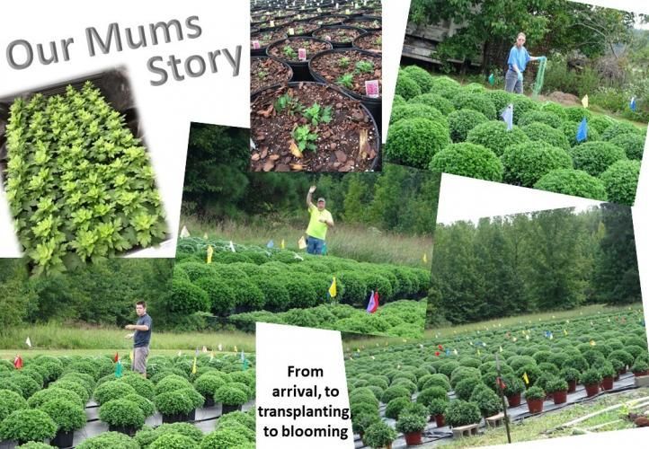 A photo collage titled 