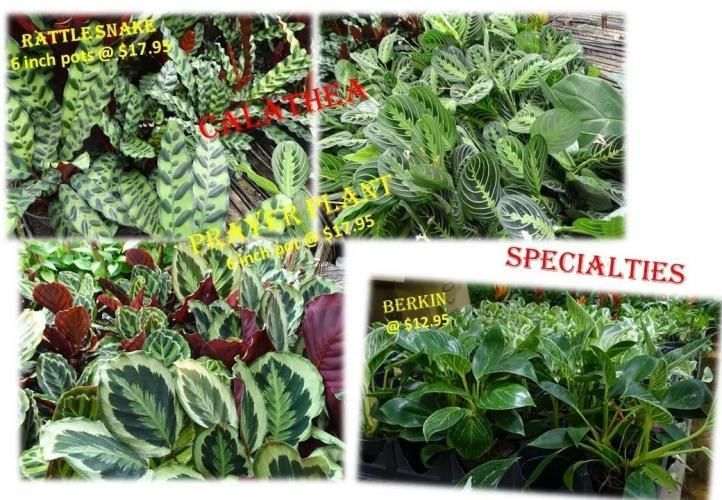 A collage of four indoor plant varieties, including Rattle Snake, Prayer Plant, and Berkin, with pricing labels.