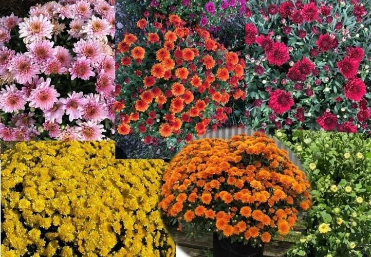 A collage of six vibrant varieties of blooming chrysanthemum flowers in shades of pink, orange, red, and yellow.