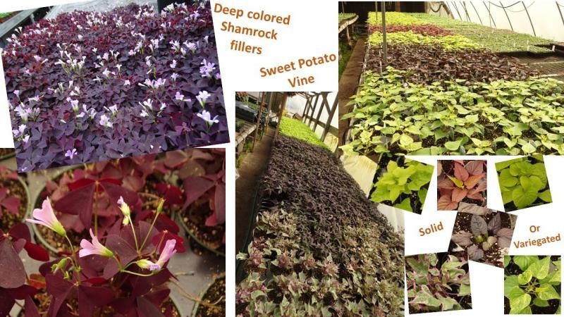 A collage showcasing deep purple shamrock plants and various colors and types of sweet potato vines in a greenhouse.