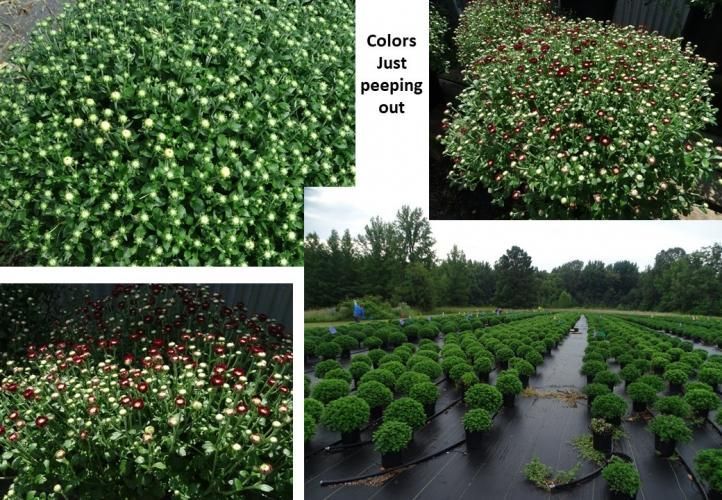 A collage showing a field and close-ups of potted chrysanthemum plants starting to bloom with red and white buds.