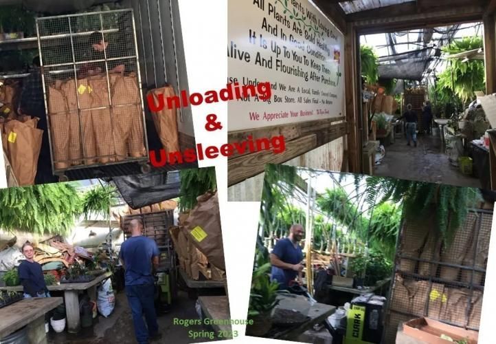 A collage showing workers unloading and unsleeving plants in a greenhouse, labeled 