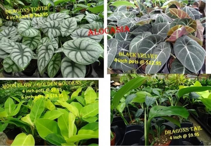 A collage of four plant varieties with names and prices: Dragon's Tooth, Black Velvet, Moon Glow/Golden Goddess, Dragon's Tail.