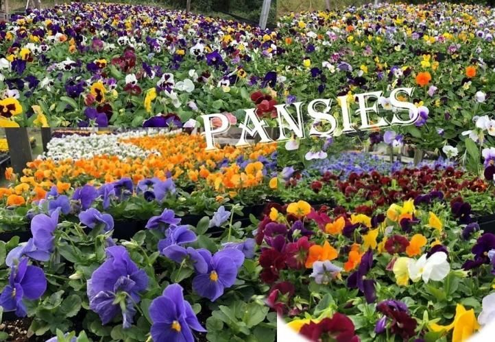 A vibrant display of multicolored pansies in shades of purple, yellow, orange, and white, with the text 