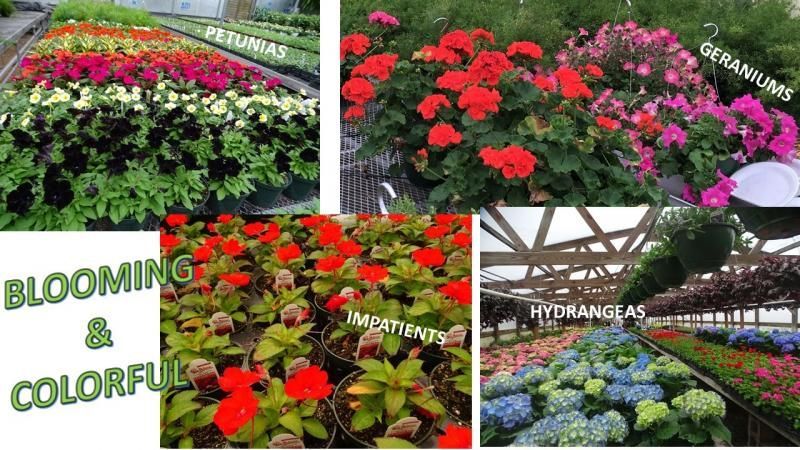Collage of greenhouse flowers including petunias, geraniums, impatiens, and hydrangeas, with text: 