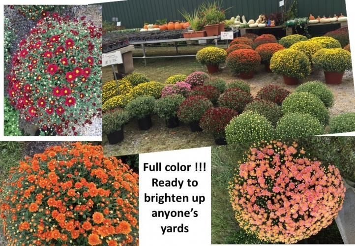 A colorful display of potted chrysanthemums in various shades, with text reading 