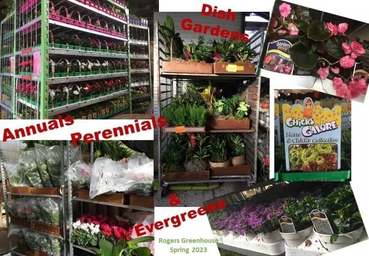 Rogers Greenhouse spring 2023 display showing shelves of dish gardens, perennials, annuals, and evergreens.