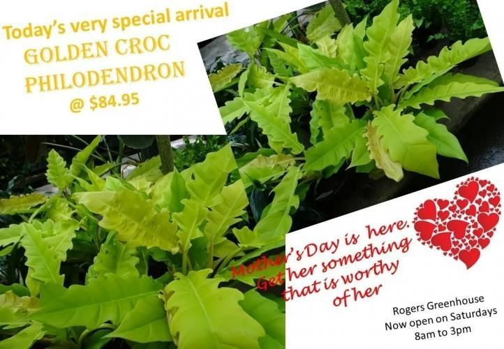 Golden Croc Philodendron advertisement for Rogers Greenhouse, $84.95, for Mother's Day, open Saturdays 8am to 3pm.