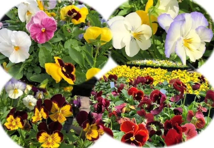 A collage of pansies in various shades of yellow, white, purple, pink, and deep red, shown as close-ups and in garden trays.