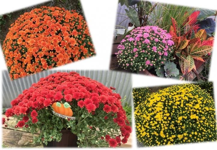A collage showing four potted chrysanthemum plants in shades of orange, pink, red, and yellow.