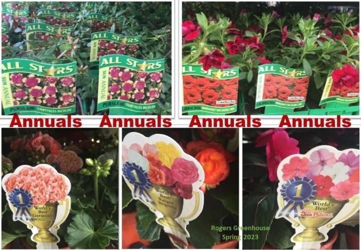A grid of various potted flowers for sale, labeled 